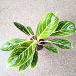 Aglaonema Summer Breeze