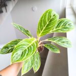 Aglaonema Summer Breeze - obrazek 4