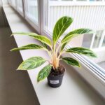Aglaonema Summer Breeze - obrazek 3