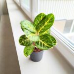 Aglaonema Tints of Mint - obrazek 2