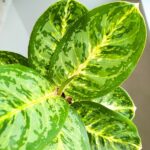 Aglaonema Tints of Mint - obrazek 7
