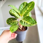 Aglaonema Tints of Mint - obrazek 6