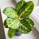 Aglaonema Tints of Mint
