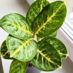 Aglaonema Tints of Mint - obrazek 4