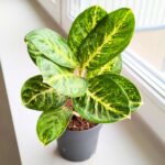 Aglaonema Tints of Mint - obrazek 3