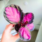 Calathea / Kalatea roseopicta Crimson Queen - obrazek 15