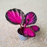 Calathea / Kalatea roseopicta Crimson Queen - obrazek 17