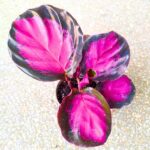 Calathea / Kalatea roseopicta Crimson Queen