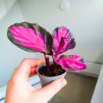 Calathea / Kalatea roseopicta Crimson Queen - obrazek 19