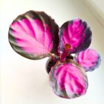 Calathea / Kalatea roseopicta Crimson Queen - obrazek 16