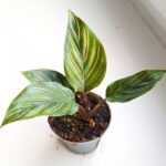 Calathea / Kalatea MEILI - obrazek 2