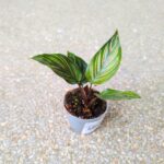 Calathea / Kalatea MEILI - obrazek 6