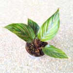 Calathea / Kalatea MEILI - obrazek 7
