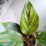 Calathea / Kalatea MEILI