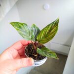 Calathea / Kalatea MEILI - obrazek 4