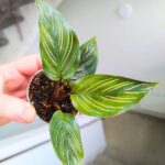 Calathea / Kalatea MEILI - obrazek 3