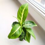 Dieffenbachia / Difenbachia Sterling - maluch - obrazek 2