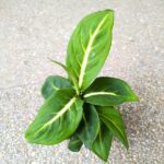 Dieffenbachia / Difenbachia Sterling - maluch