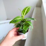 Dieffenbachia / Difenbachia Sterling - maluch - obrazek 5