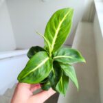 Dieffenbachia / Difenbachia Sterling - maluch - obrazek 4