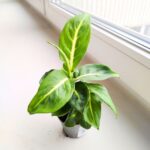 Dieffenbachia / Difenbachia Sterling - maluch - obrazek 3