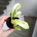 Epipremnum giganteum variegata maluch - obrazek 3
