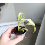 Epipremnum giganteum variegata maluch - obrazek 5