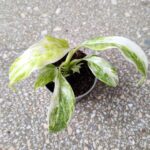 Epipremnum giganteum variegata maluch