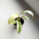 Epipremnum giganteum variegata maluch - obrazek 2