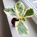 Ficus lyrata / Fikus dębolistny Variegata - obrazek 2