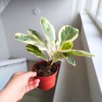 Ficus lyrata / Fikus dębolistny Variegata - obrazek 6