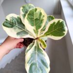 Ficus lyrata / Fikus dębolistny Variegata - obrazek 5