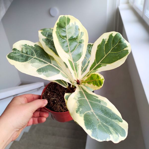 ficus fikus lyrata variegata (4) Ficus lyrata / Fikus dębolistny Variegata - obrazek 1