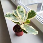 Ficus lyrata / Fikus dębolistny Variegata - obrazek 3