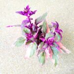 Gynura Aurantiaca Purple Variegata - obrazek 6