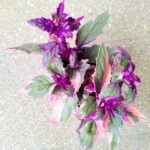 Gynura Aurantiaca Purple Variegata - obrazek 5