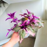 Gynura Aurantiaca Purple Variegata - obrazek 4