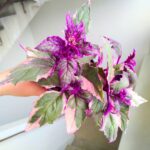 Gynura Aurantiaca Purple Variegata - obrazek 3