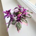 Gynura Aurantiaca Purple Variegata - obrazek 2