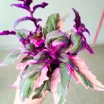 Gynura Aurantiaca Purple Variegata