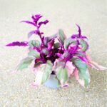 Gynura Aurantiaca Purple Variegata - obrazek 7
