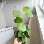 Hoya / Hoja Kerii S Sercowata rosnąca sadzonka - obrazek 2