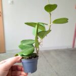 Hoya / Hoja Kerii S Sercowata rosnąca sadzonka - obrazek 5