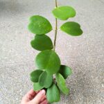 Hoya / Hoja Kerii S Sercowata rosnąca sadzonka