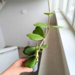 Hoya / Hoja Kerii S Sercowata rosnąca sadzonka - obrazek 4