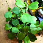Hoya / Hoja Kerii S Sercowata rosnąca sadzonka - obrazek 6