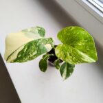 Monstera Creme Brulee - obrazek 3