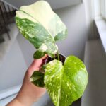 Monstera Creme Brulee - obrazek 8