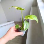 Monstera Creme Brulee - obrazek 7