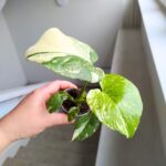 Monstera Creme Brulee - obrazek 6